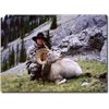 Image 4 : 12 DAY ALBERTA ROCKY MOUNTAIN BIGHORN SHEEP HUNT FOR 1 HUNTER
