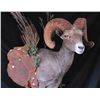 Image 2 : PEDESTAL SHEEP MOUNT WITH BASE AND HABITAT BY ERIC GOULD OF ARTISTIC WILDLIFE TAXIDERMY