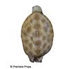 Image 2 : Mirror Mirror Baron's (Michael Lerner) Turtle Costume