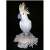 Image 1 : Mirror Mirror Parrot on Cushion