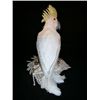 Image 3 : Mirror Mirror Parrot on Cushion