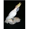 Image 4 : Mirror Mirror Parrot on Cushion