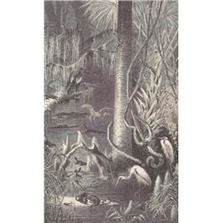 ~A Florida Swamp~ MATTED PRINT from a collection of rar