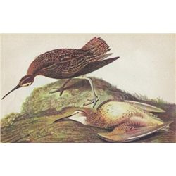 John James Audubon Circa 1946 ESKIMO CURLEW MATTED PRI