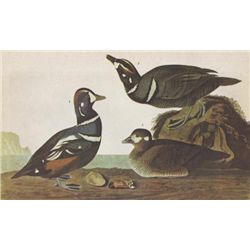 John James Audubon Circa 1946 HARLEQUIN DUCK MATTED PR