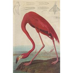 John James Audubon Circa 1946 FLAMINGO MATTED PRINT Th
