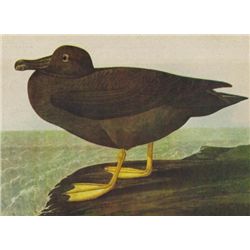 John James Audubon Circa 1946 AMERICAN SOOTY ALBATROSS