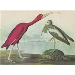 John James Audubon Circa 1946 SCARLET IBIS MATTED PRIN