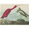 Image 1 : John James Audubon Circa 1946 SCARLET IBIS MATTED PRIN