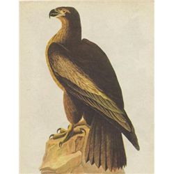 John James Audubon Circa 1946 BALD EAGLE MATTED PRINT