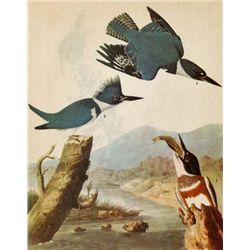 ~ Belted Kingfisher ~ The Birds of America - John James