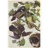 Image 1 : John James Audubon Circa 1946 WOOD DUCK MATTED PRINT T