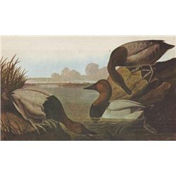 John James Audubon Circa 1946 CANVASBACK MATTED PRINT