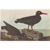 Image 1 : John James Audubon Circa 1946 OYSTER-CATCHERS MATTED P
