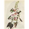 Image 1 : John James Audubon Circa 1946 HUMMINGBIRDS MATTED PRIN