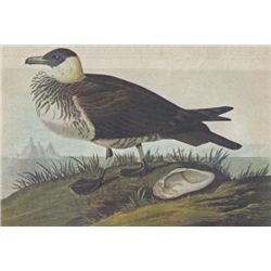 POMARINE JAEGER MATTED PRINT John James Audubon Circa 1
