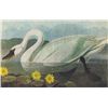 Image 1 : John James Audubon Circa 1946 WHISTLING SWAN MATTED PR