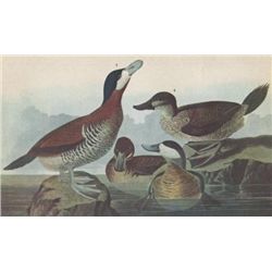 RUDDY DUCK MATTED PRINT John James Audubon Circa 1946