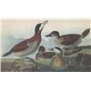 Image 1 : RUDDY DUCK MATTED PRINT John James Audubon Circa 1946