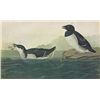 Image 1 : DOVEKIE MATTED PRINT John James Audubon Circa 1946