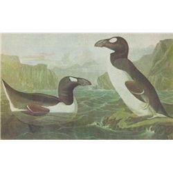 GREAK AUK MATTED PRINT John James Audubon Circa 1946