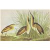 Image 1 : John James Audubon Circa 1946 LEAST BITTERN MATTED PRI