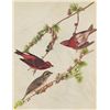 Image 1 : John James Audubon Circa 1946 PURPLE FINCH MATTED PRIN