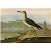 Image 1 : John James Audubon Circa 1946 GREEN-SHANK
