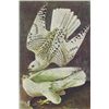 Image 1 : John James Audubon Circa 1946 GYRFALCON MATTED PRINT T