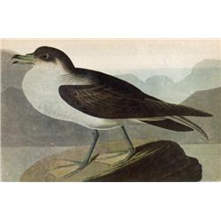 ~ GREATER SHEARWATER ~ The Birds of America - John Jame