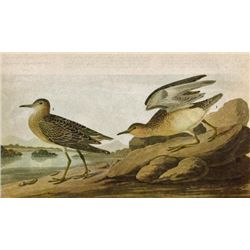 John James Audubon Circa 1946 BUFF-BREASTED SANDPIPER