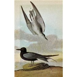 MWF1565~ BLACK TERN ~ FRAMED MATTED PRINT ~ 14 X 11 ~Th