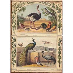 From a collection of rare prints