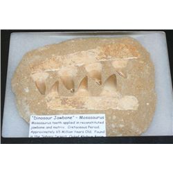 "Dinosaur Jawbone"-Mosasaurus Teeth. Cretaceous Period, Appox. 65 Million Yrs Old. Found in the Saha