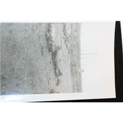 Vintage Wartime Photograph