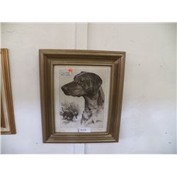 Framed Black Labrador Retriever 1940'S Etching