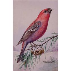 Lot 030_:  M.E. Eaton  Watercolor, Ca 1920 -  Pine Grosbeak 