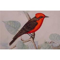 Lot 032_:  M.E. Eaton  Watercolor, Ca 1920 -  Vermillion Flycatcher 