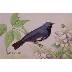 Lot 035_: "M.E. Eaton" Watercolor, Ca 1920 - "Black Throated Blue Warbler"