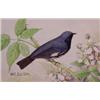 Lot 035_: "M.E. Eaton" Watercolor, Ca 1920 - "Black Throated Blue Warbler"