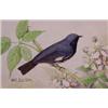 Image 1 : Lot 035_: "M.E. Eaton" Watercolor, Ca 1920 - "Black Throated Blue Warbler"