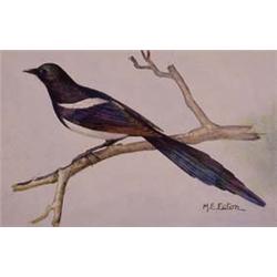 Lot 036_: "M.E. Eaton" Watercolor, Ca 1920 - "American Magpie"