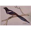 Lot 036_: "M.E. Eaton" Watercolor, Ca 1920 - "American Magpie"