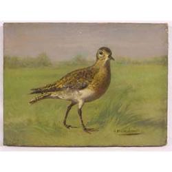 Lot 040_: "G. Muss Arnolt" Signed O/C - American Golden Plover"