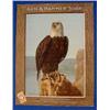 Image 1 : Lot 053_: 12 "Arm & Hammer Soda" Bald Eagle Posters