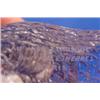 Image 4 : Lot 225_: Fine Crystal Fish