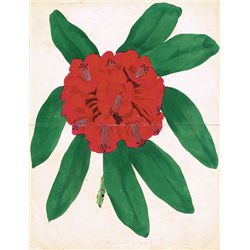 19th Century: Album of Paxton Botanical Prints