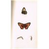 Image 2 : 1853: A History of British Butterflies by Rev. F. O. Morris