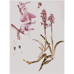 Susan Sex and Brendan Sayers Ireland's Wild Orchids