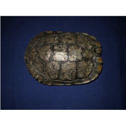Turtle Shell